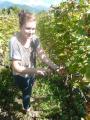 Cutting the grapes off the vines