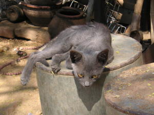 Blue Burmese cat with distinctive yellow eyes