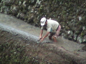 ....for fixing rice terraces