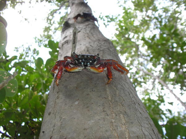 Crabs that climb trees