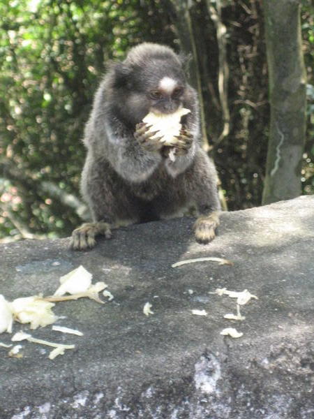 Monkey at Corcovado