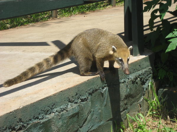 Coati at Iguazu
