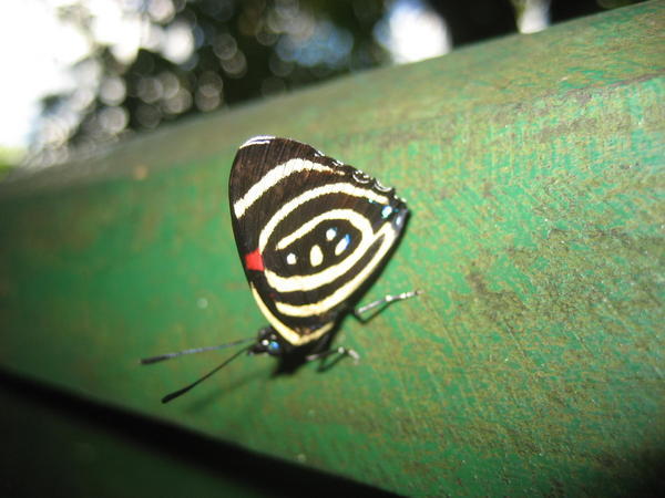 Butterfly at Iguazu