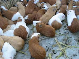 Guinea pig for lunch, anyone?