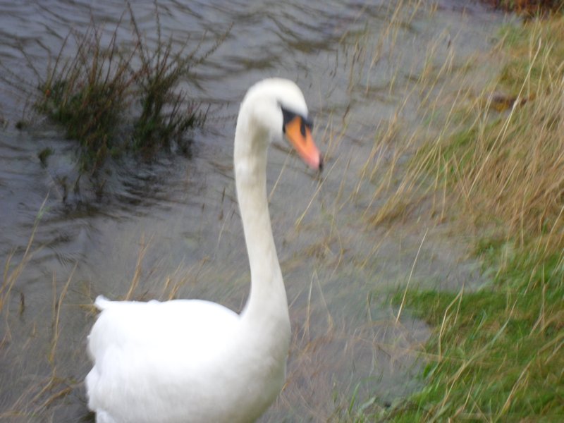 The swan again
