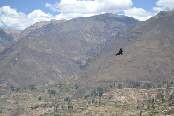 Condor Spotted!