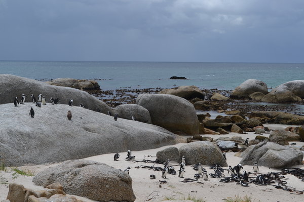 The Penguins at Simon's Town
