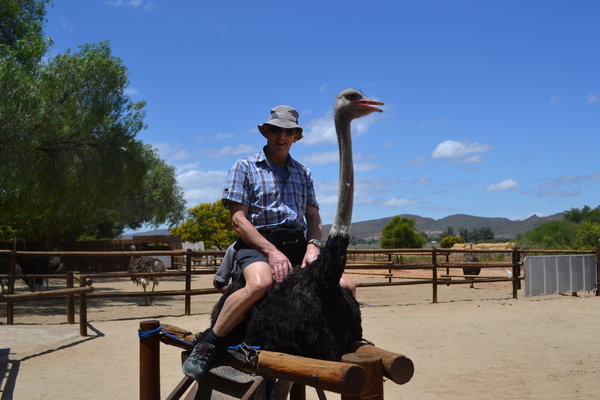 Dad on an Ostrich