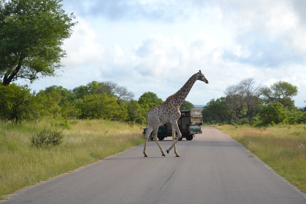 Giraffe in the Kruger!