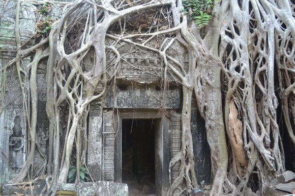 At the 'Tree Temple'