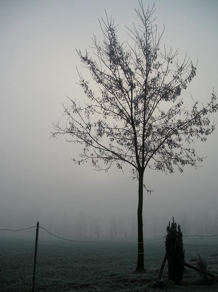 Foggy morning in Rosa