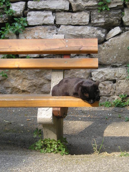 Croatia, like Bosnia, is filled with homeless cats...