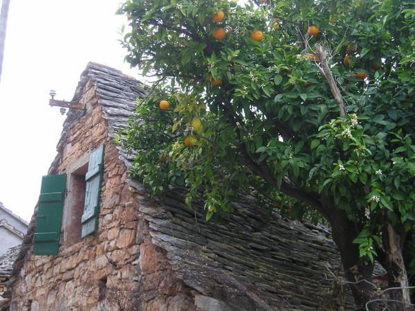 Old house and Orange tree in Supetar