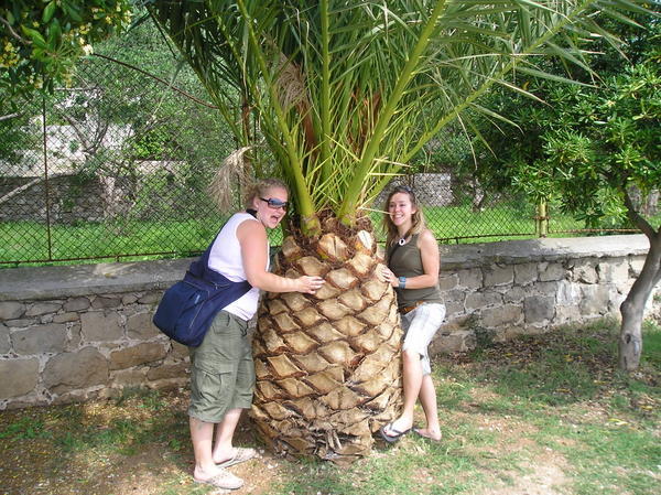 Giant Pinapple or Palm Tree?