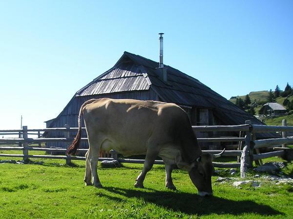 Cow in front of Farm House