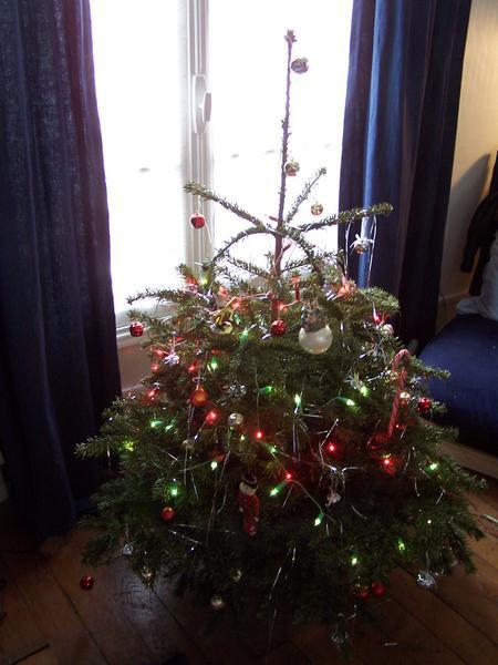 Our Tree...