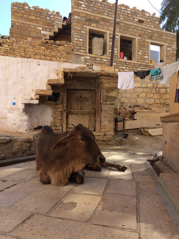 Dog and Cow - Jaisalmer
