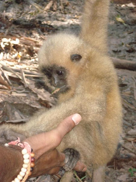 A baby gibbon comes to say hello