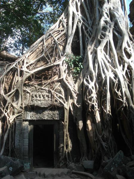 Ta Prohm Temple, Angkor
