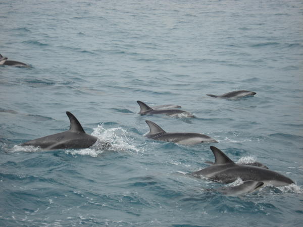 Dusky dolphins race our boat at Kaikoura