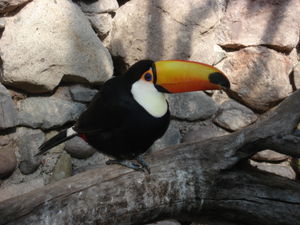 A toucan poses in Mendoza Zoo