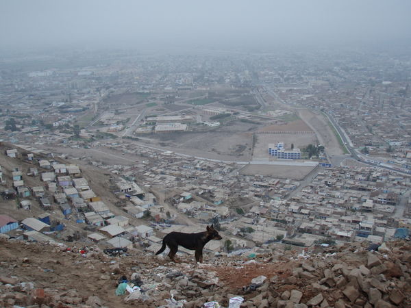 A dog surveys the scene at the shanty town