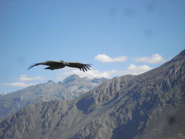 That condor moment...at Cruz del Còndor, Colca Canyon