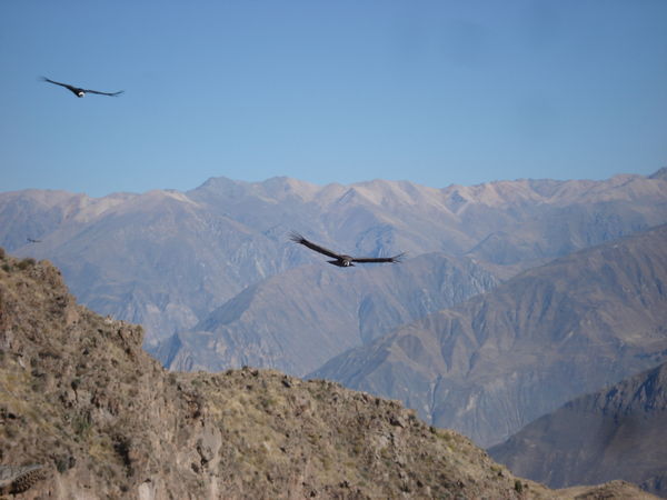 Condors on the horizon - at Cruz del Còndor, Colca Canyon