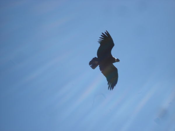 Condor in the sunlight - at Cruz del Còndor, Colca Canyon