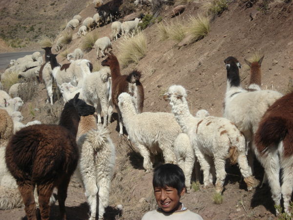 Llamas block the road for our bus while a boy shepherd pops his head up