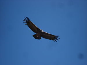 A condor shows off its wingspan at Cruz del Còndor, Colca Canyon