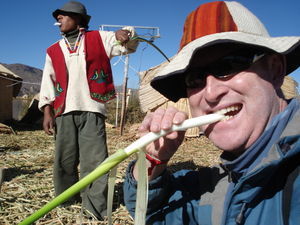 I try some fresh reed on our floating islands tour - Lake Titicaca
