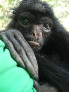 Granny the spider monkey gazes up from my lap