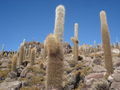 More cacti on Isla Pescara