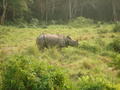 The rare one-horned rhino in Chitwan on safari