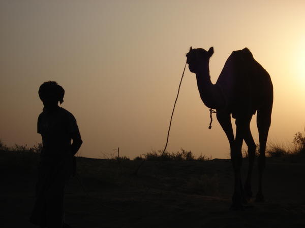 Camel trek in the Thar Desert near Jaisalmer 2