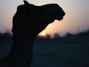 Camel trek in the Thar Desert near Jaisalmer
