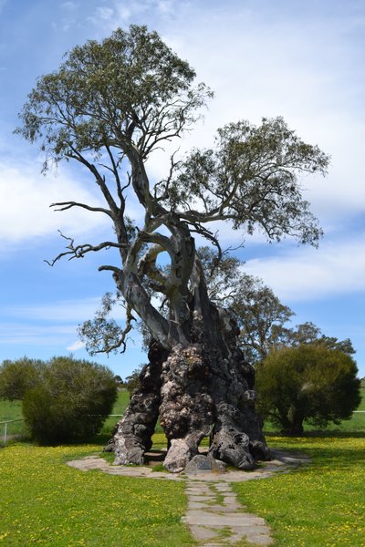 Herbig's Tree