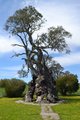 Herbig's Tree