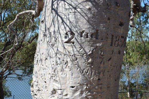 Gregory's Tree