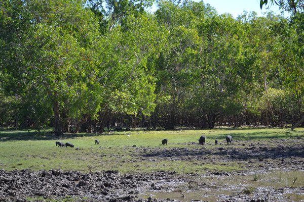 Feral Pigs.. a threat to Agriculture in Australia