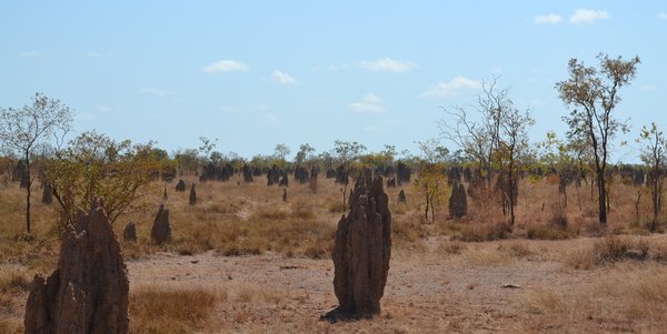 Termite Mounds 