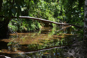 looking for Cassowaries...