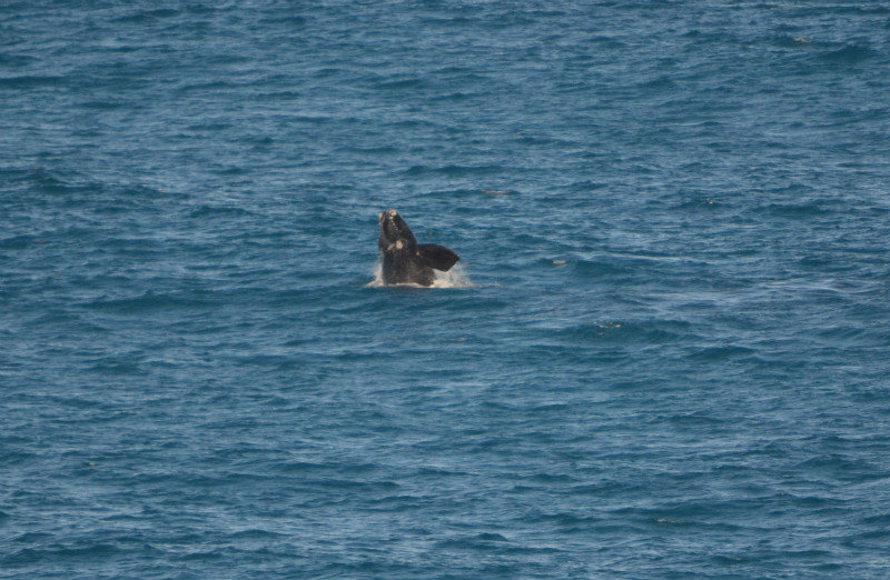 Southern Right Whale calf playing
