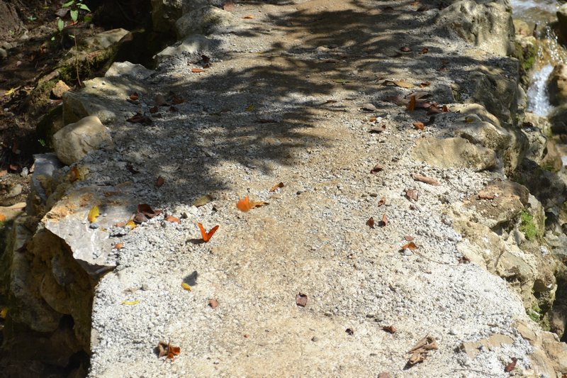 Orange Butterflies