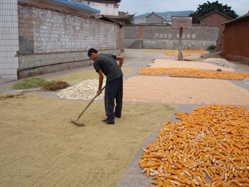 Drying Crops on Basketball Court