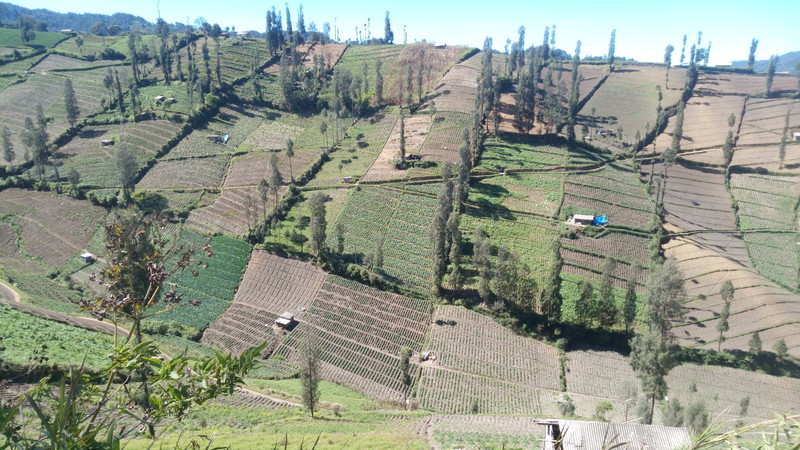 Terraces outside Malang