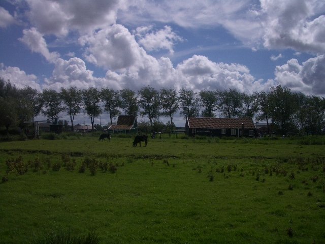 Cows in Zaanse Schan