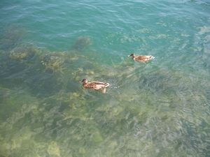 Ducks swimming in the Reuss River, Lucerne