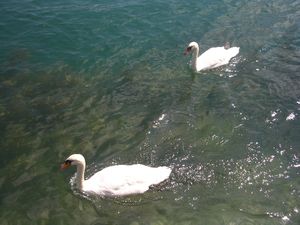 Swans in the Reuss River, Lucerne
